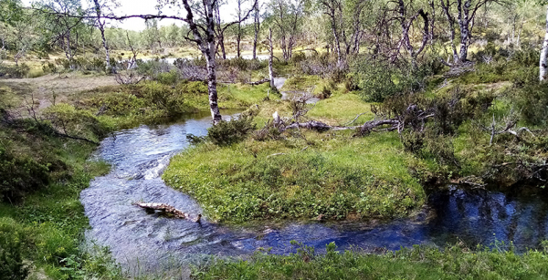 Tiina Jäppisen luontokuva, joki, koivu, Lapin maisema.
